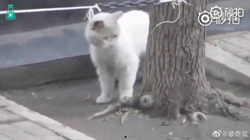 最新老鼠爆料新闻视频下载,一窥娱乐圈幕后真相